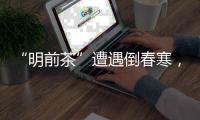 “明前茶”遭遇倒春寒，浙南受灾最严重