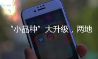 “小品种”大升级，两地联手给澳门“菜篮子”增鲜