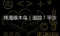 珠海啄木鸟｜追踪！平沙新城公交车站候车亭开工啦