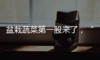 盆栽蔬菜第一股来了，“阳台种菜”治好了当代人的精神内耗
？