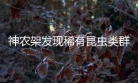神农架发现稀有昆虫类群，在中国首次记录，全球已知仅5种