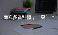 南方多省种植，“臭”上热搜的石楠花怎么成为了城市绿化的“性价比之王”
？丨硬核唠科