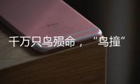千万只鸟殒命
，“鸟撞”现场调查，小鸟侦探请答题