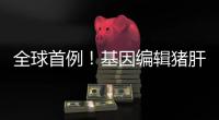 全球首例！基因编辑猪肝脏 被移植到人体