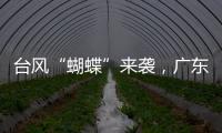 台风“蝴蝶”来袭	，广东如何应对