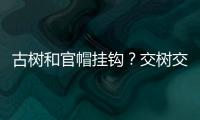 古树和官帽挂钩
？交树交印，明代就有了