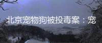 北京宠物狗被投毒案：宠物如何定价，犬主能否诉精神赔偿
