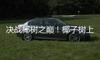 决战椰树之巅！椰子树上的“速度与激情”太精彩！