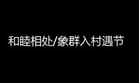 和睦相处/象群入村遇节庆 民众：欢迎来做客