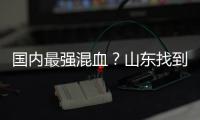 国内最强混血
？山东找到未来核心 曲绍斌若带他世青赛成绩或更好