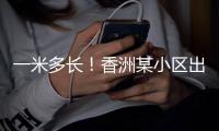一米多长！香洲某小区出现眼镜蛇�，已被捕获