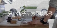 一只小鸽子，为何能吸引14家知名媒体集中探访	？