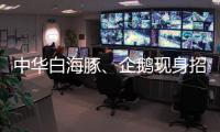 中华白海豚、企鹅现身招聘会 珠海“招才吉祥物”好吸睛 吸引求职者争相合影