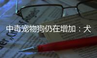 中毒宠物狗仍在增加
：犬主标注防毒地图，警方介入调查