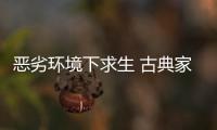 恶劣环境下求生 古典家具企业需要品牌、定位和创新