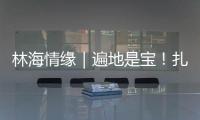 林海情缘｜遍地是宝！扎贡沟：脚下每一步 都踩在“药材地图”上