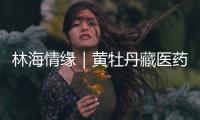 林海情缘｜黄牡丹藏医药文化旅游节开幕！“地球上最高的绿色秘境”焕新开放
