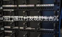 斗门莲江村发现野生古沉香种群！最大的沉香树树龄达148年