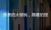昂贵的大樱桃，隐匿的授粉药