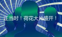 正当时�！荷花大片盛开
�
！就在珠海这里→