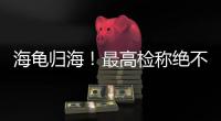 海龟归海！最高检称绝不放纵破坏资源环境非法行为