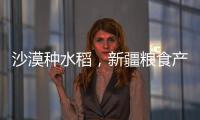 沙漠种水稻�
，新疆粮食产量赶超江西辽宁
，背后是一场惊天巨变