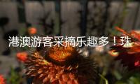 港澳游客采摘乐趣多�！珠海盐碱地里水果喜迎丰收