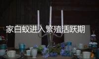 家白蚁进入繁殖活跃期 
，这些预防灭杀建议请收好→
