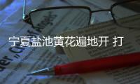 宁夏盐池黄花遍地开 打造黄花菜产业链条�、拓展农户增收渠道