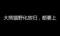 大熊猫野化放归，都要上啥“培训课”
？