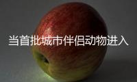 当首批城市伴侣动物进入暮年，“宠物协和”肿瘤医生看到这些