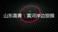 山东高青
：黄河岸边猕猴桃 喜获丰收果农乐