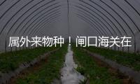 属外来物种！闸口海关在拱北口岸截获72只活体蟹