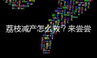 荔枝减产怎么救
？来尝尝“冻眠荔枝”