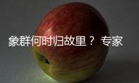 象群何时归故里
？ 专家
：大约在冬季