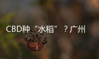 CBD种“水稻”？广州珠江新城这座大厦引发网友好奇围观
