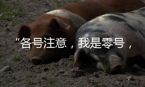 零号沉稳地下达指挥口令