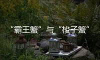 “霸王蟹”与“梭子蟹”，握“钳”言和！