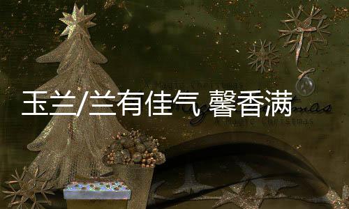 北京玉兰树众多