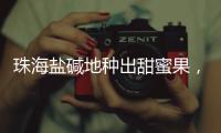珠海盐碱地种出甜蜜果�，甜度接近天花板！