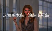 珠海啄木鸟｜追踪！环岛车辆“打架”，珠海交警启用新方案→