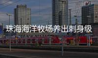 珠海海洋牧场养出刺身级美味！10万斤章红鱼抢“鲜”上市