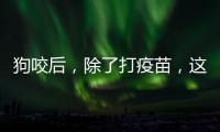 狗咬后，除了打疫苗，这些问题容易被忽视