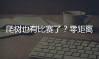 爬树也有比赛了�？零距离看运动员争战“椰树之巅”