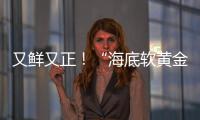 又鲜又正！“海底软黄金” 珠海外伶仃海胆新鲜上岸
！