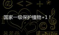 国家一级保护植物+1！珠海新发现紫纹兜兰野生群落