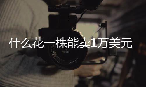 若你家阳台摆着盆君子兰