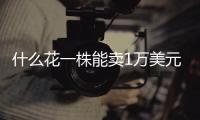 什么花一株能卖1万美元	，还能吃？