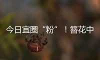 今日宜圈“粉”！簪花中华白海豚亮相