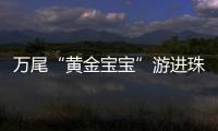 万尾“黄金宝宝”游进珠海
！明年或将实现本土繁育